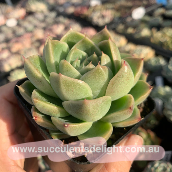 Echeveria Malgan 实生麦秆