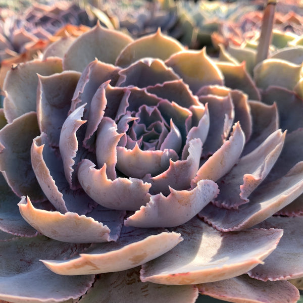 Echeveria Purple Naruto 紫火影