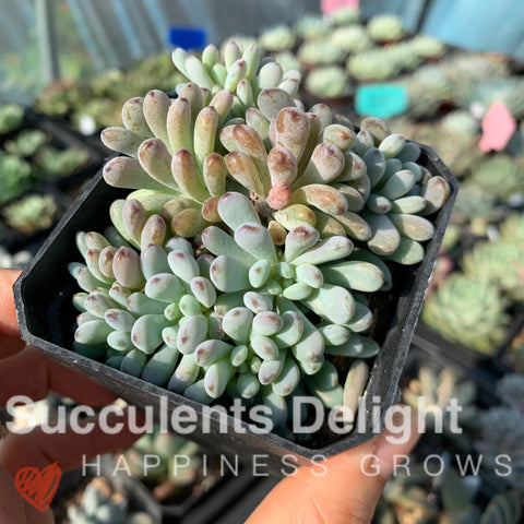 Graptopetalum pachyphyllum Bluebean 蓝豆