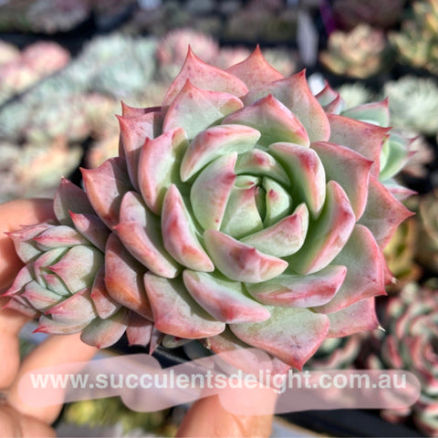 Echeveria Prism 棱镜