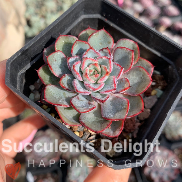 Echeveria Romantic Rose 浪漫玫瑰