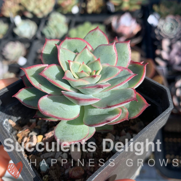 Echeveria Moon Gad Vanish 月光月亮女神