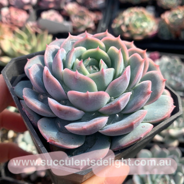 Echeveria Snow in Autumn 秋雪
