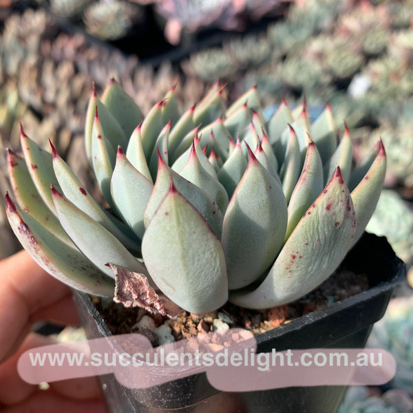 Echeveria Peter Pan 小飞侠 Succulents Delight  New Hybrid