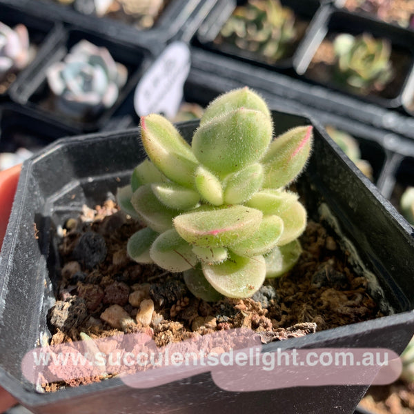 Cotyledon Tomentosa Bears Paw White Variegated 白熊/熊童子白锦