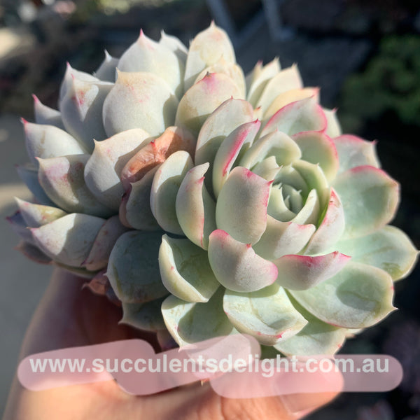 Echeveria New Surprise 新惊喜雪球
