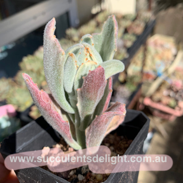 Kalanchoe tomentosa Variegated 月兔耳锦
