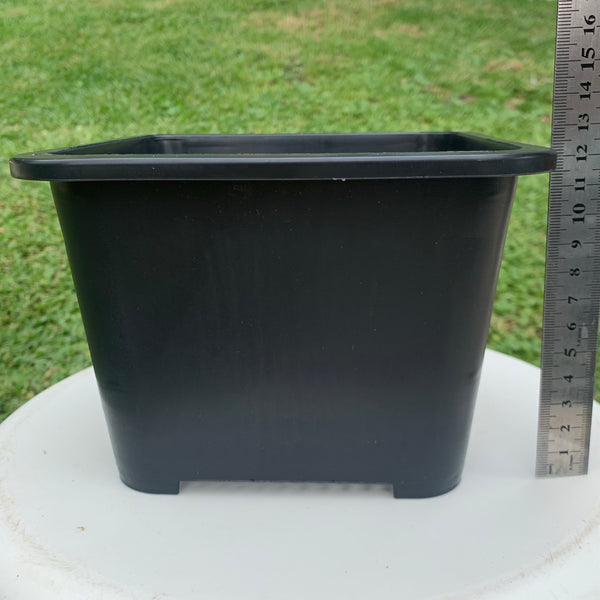 Extra Thick Black Plastic Pot 14.5cm 14.5厘米黑色加厚花盆