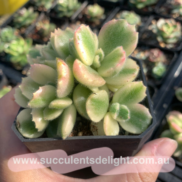 Cotyledon Tomentosa Bears Paw White Variegated 白熊/熊童子白锦