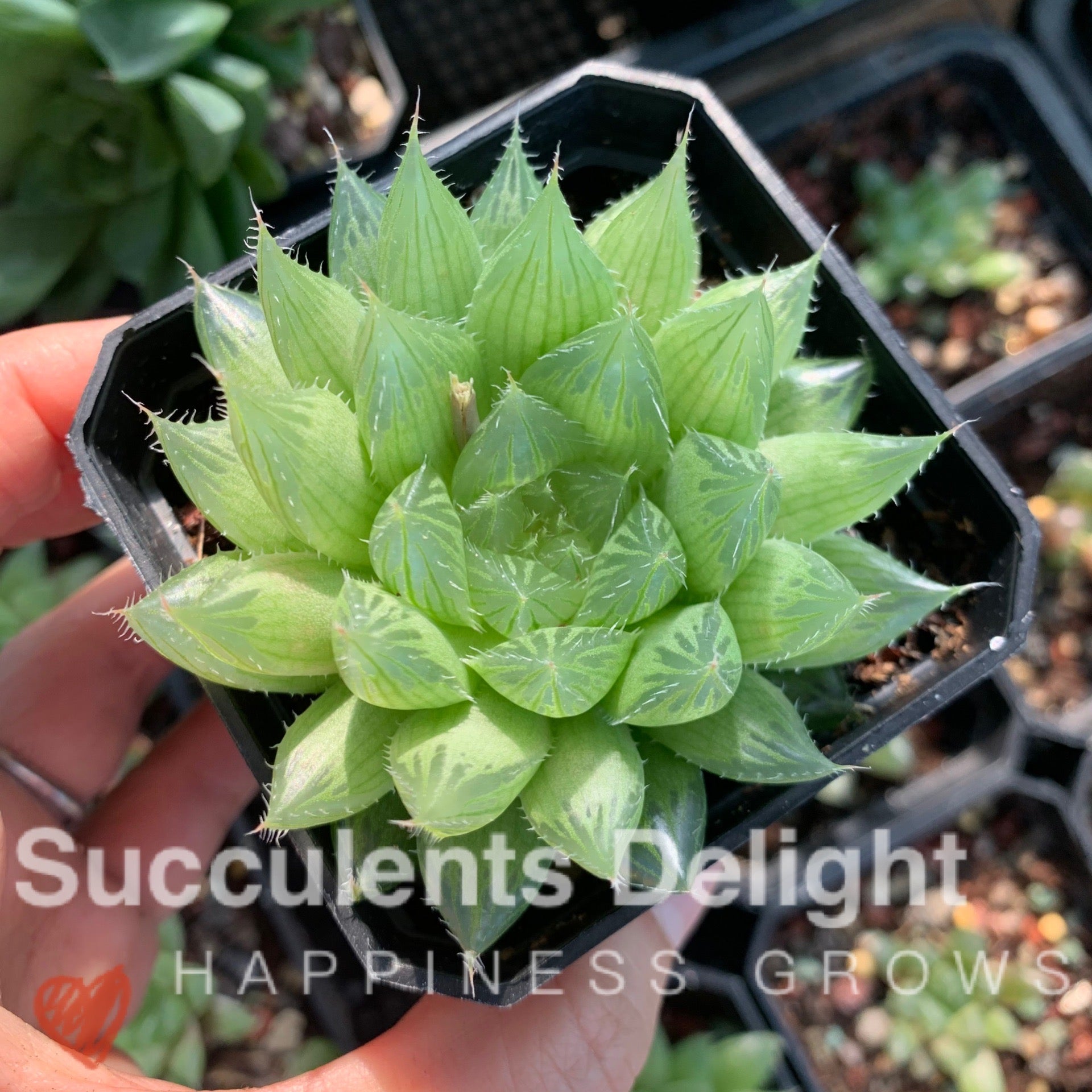 Haworthia cymbiformis var.triebnet poelln 三角琉璃莲/水晶掌