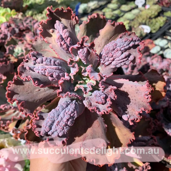 Echeveria Red Dragon 红龙