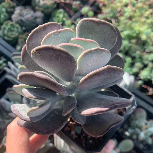 Cotyledon Jade Fan 玉扇