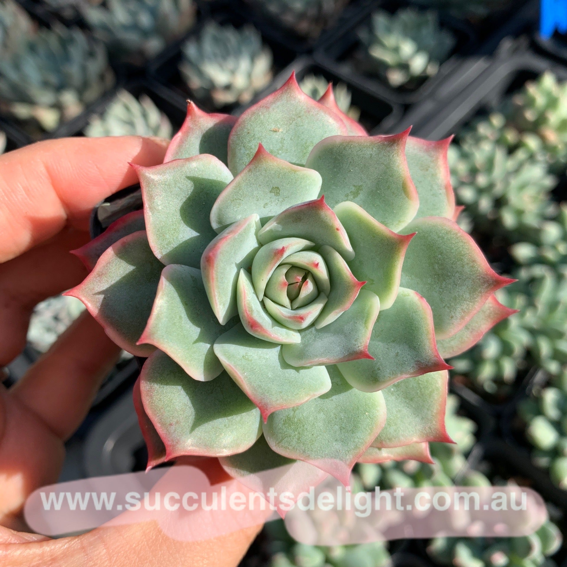 Echeveria Pink Tips 粉色提示