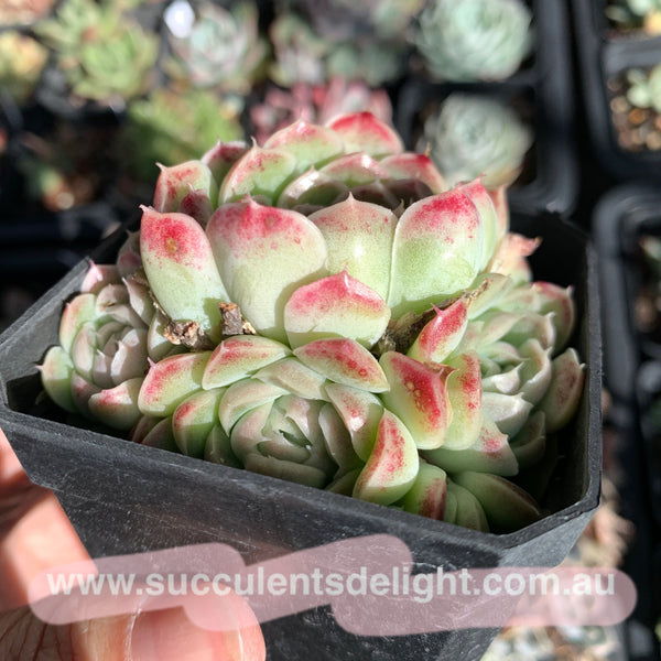 Echeveria Elegans Water Paint 水墨画