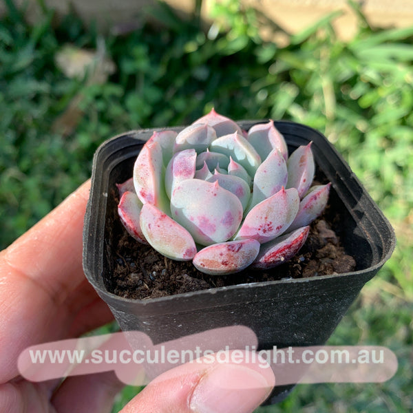 Echeveria Sweet Potato 紫薯（容易出血斑）