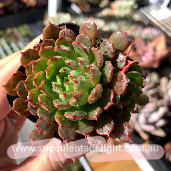 Echeveria Bini Gessei 美尼月迫