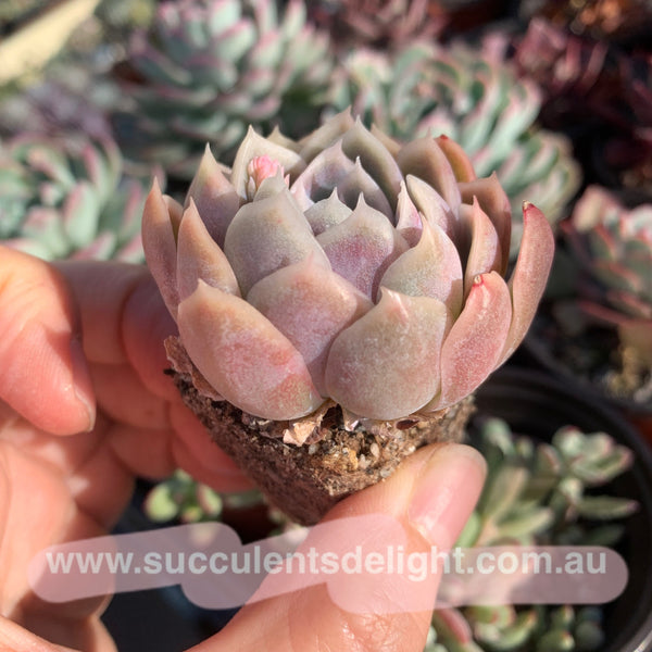 Echeveria Full Moon 满月