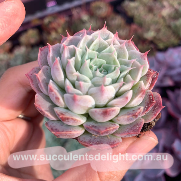 Echeveria Alba Mini hybrid eyelash  长睫毛阿尔巴美妮杂