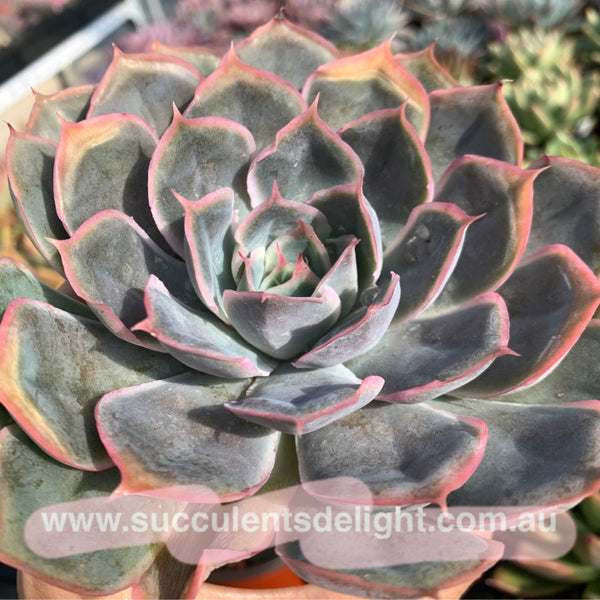 Echeveria Galaxy Velvet 星河绒 Succulents Delight New Hybrid