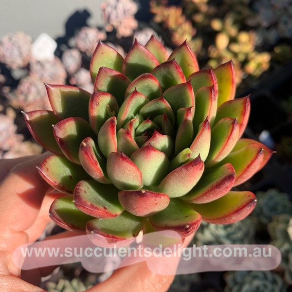 Echeveria Agavoides Christmas Eve 圣诞东云