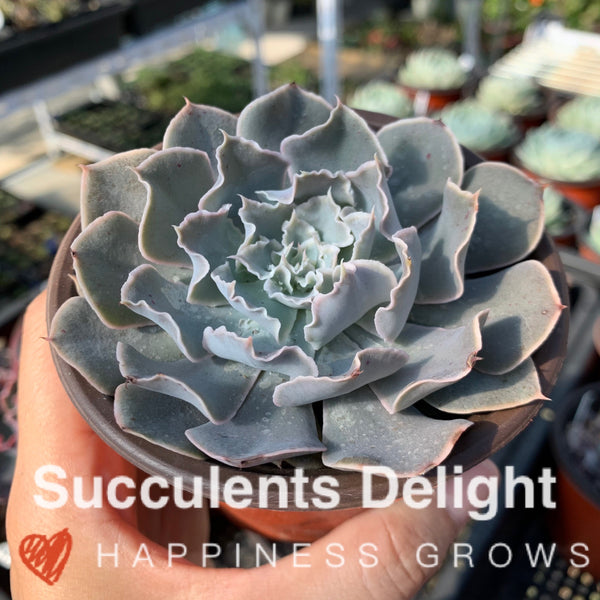 Echeveria Rippling Water 涟漪