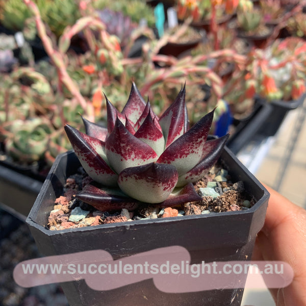 Echeveria Agavoides Ebony (selected) 优选乌木