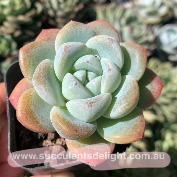 Echeveria Ice Dew 冰露