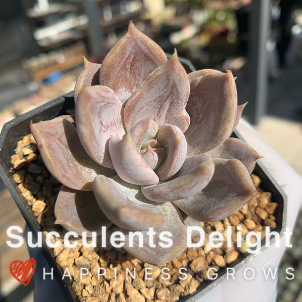 Echeveria Silver Queen 银后