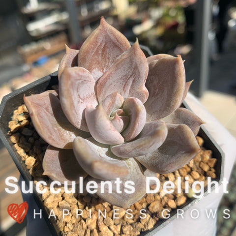 Echeveria Silver Queen 银后