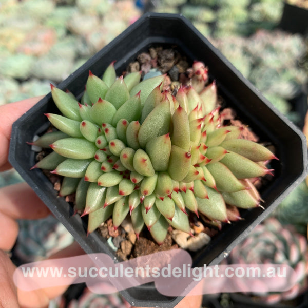 Echeveria agavoides f.cristata Echeveria agavoides 'Crest' 虎鲸