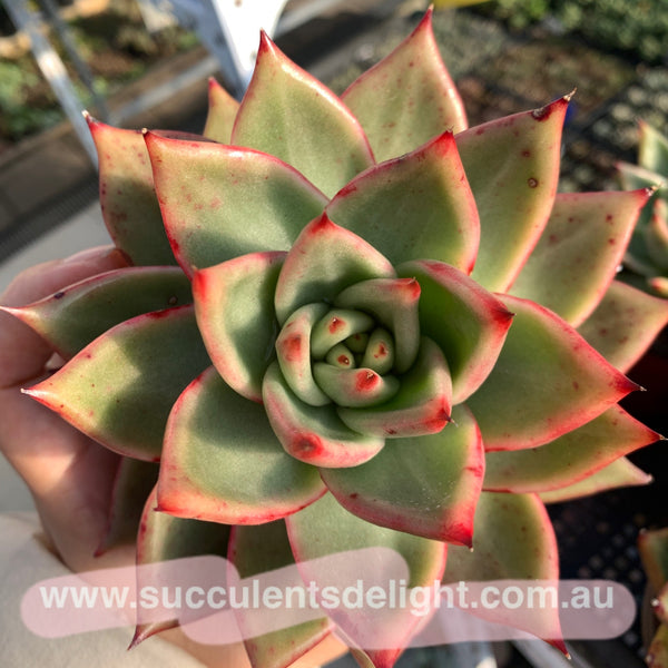 Echeveria Agavoides Gaya 东云Gaya