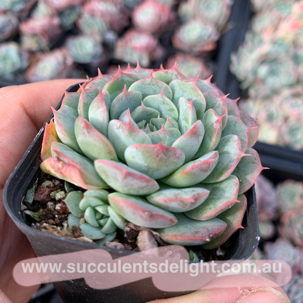 Echeveria Sea Urchin 海胆