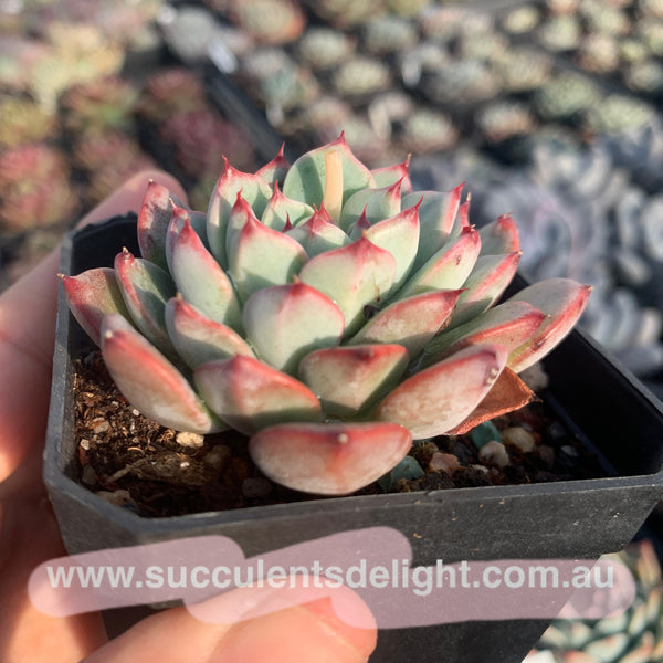 Echeveria Chantelle 粉仙黛