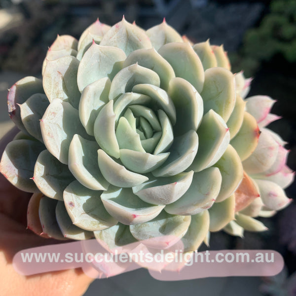 Echeveria New Surprise 新惊喜雪球