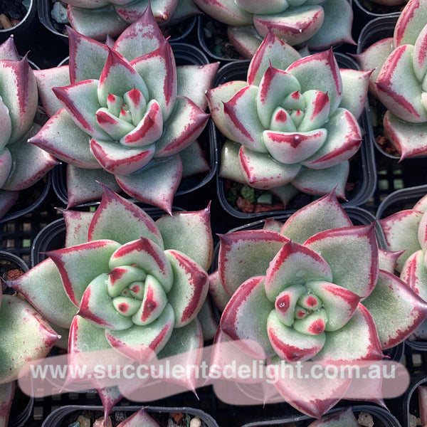 Echeveria Agavoides Love Story 爱情故事
