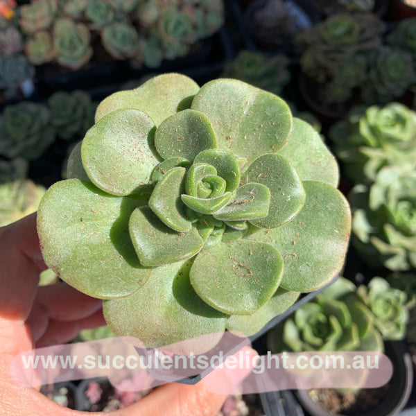 Aeonium Lily Pad 百合莉莉