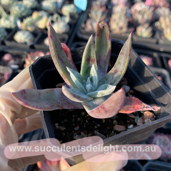 Dudleya farinosa 仙女杯御剑