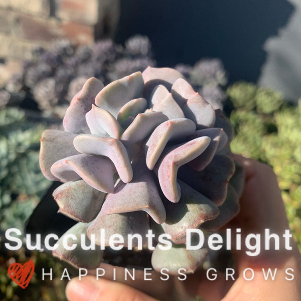 Echeveria Cubic Frost 雪精灵