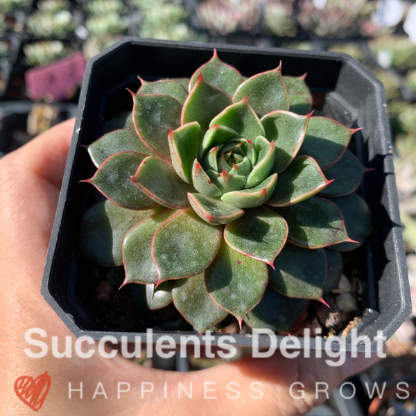Echeveria Cat's Eye 猫眼石