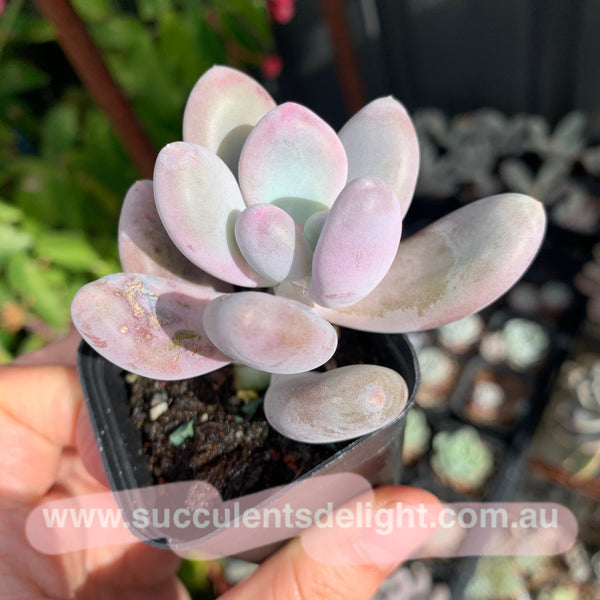 Pachyphytum cv. MOMOBIJIN 桃美人