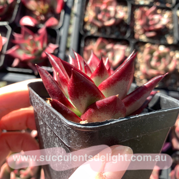 Echeveria Red Knight / Red Ebony (seed grown) 实生红骑士/红檀乌木