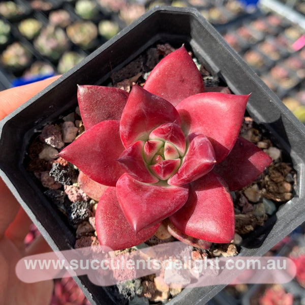 Echeveria Roca 罗卡