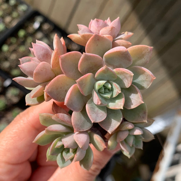 Echeveria Purple Card 紫卡