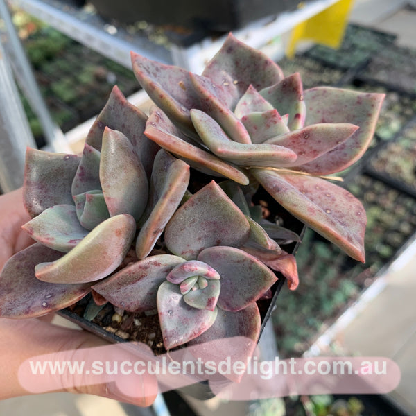 Graptoveria Albert Baynes 厚叶旭鹤