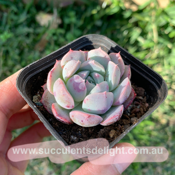 Echeveria Sweet Potato 紫薯（容易出血斑）