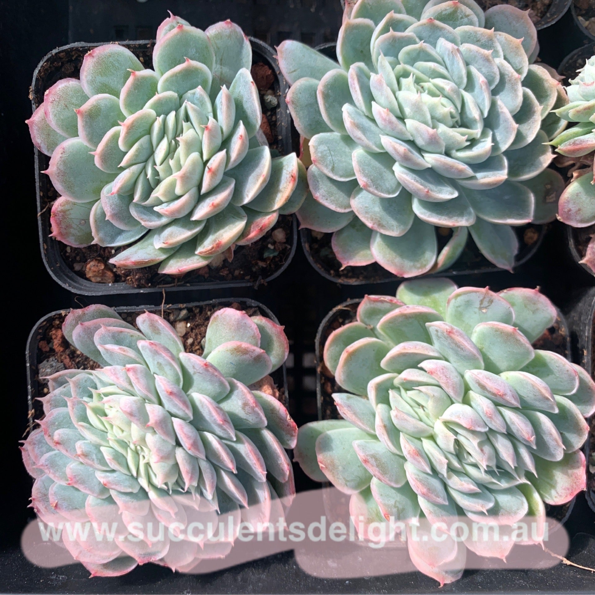 Echeveria Elegans Athena Crest 月影雅典娜缀化