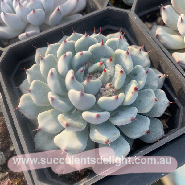 Echeveria cuspidata var gemmula 黑爪