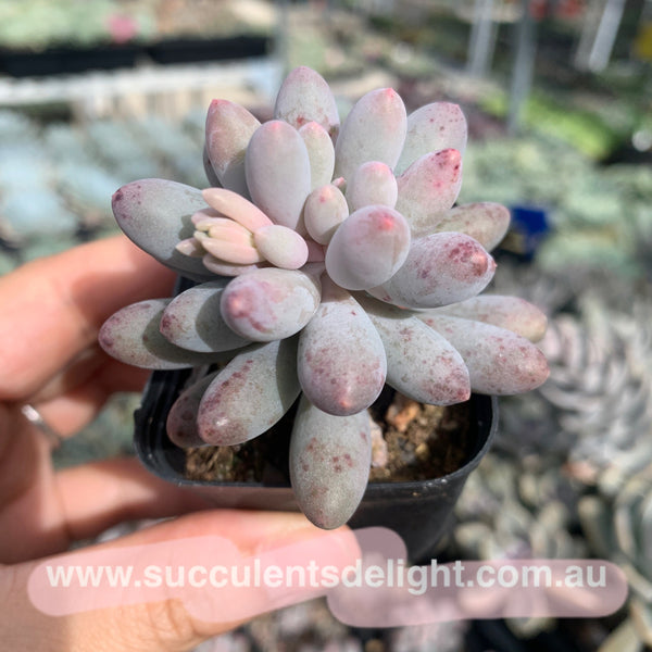 Pachyphytum Machucae aka Baby finger 婴儿手指