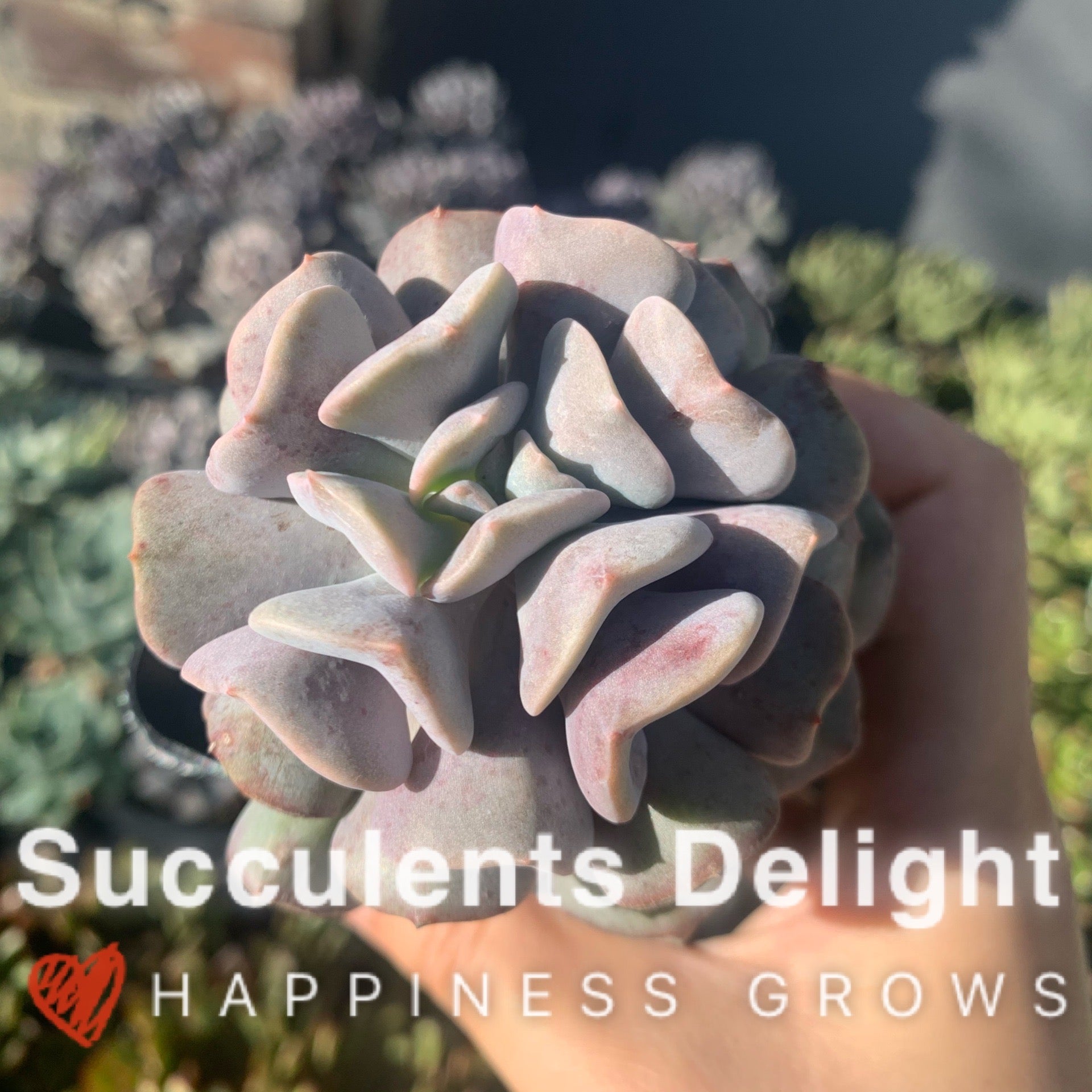 Echeveria Cubic Frost 雪精灵