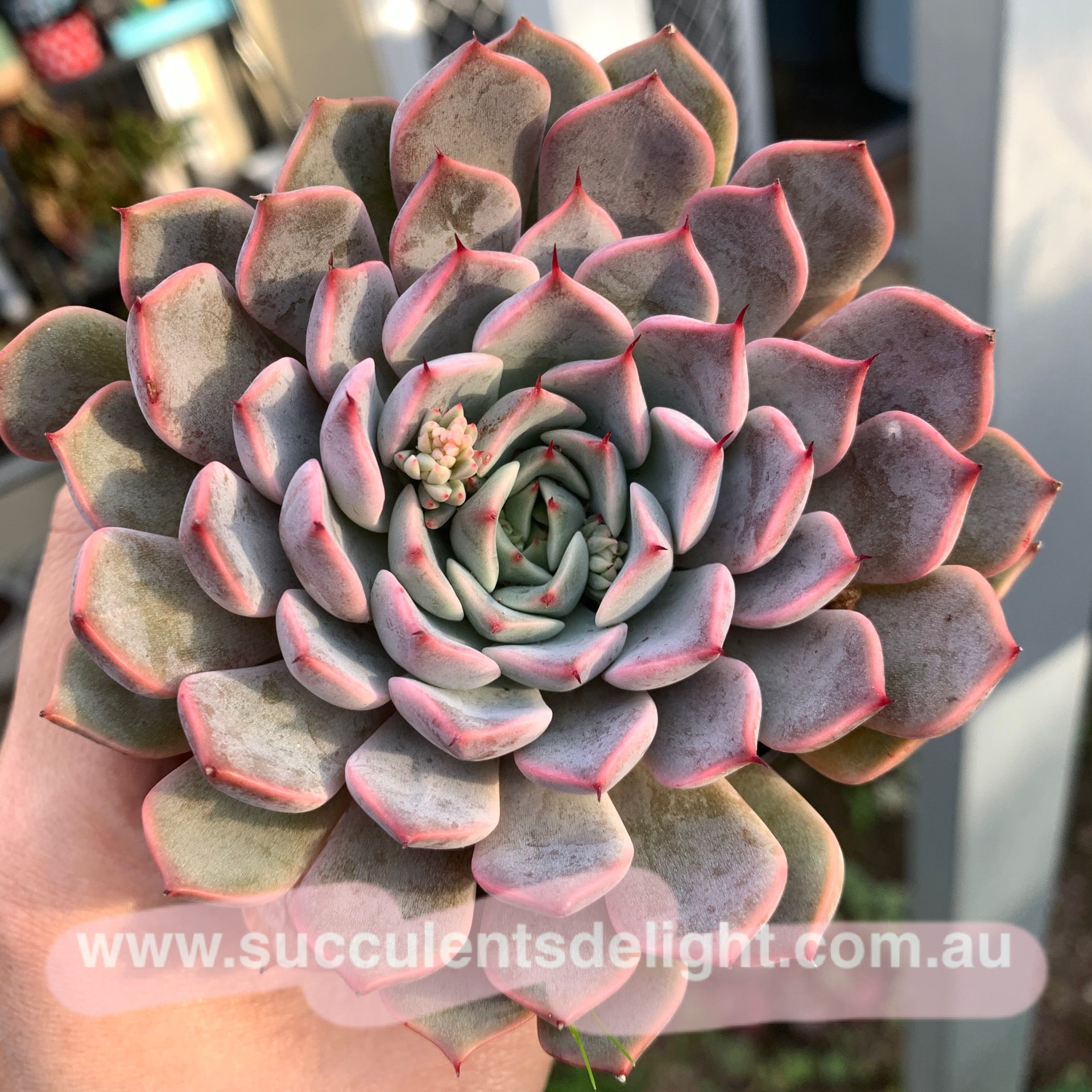 Echeveria cuspidata Pink zaragozae 粉爪